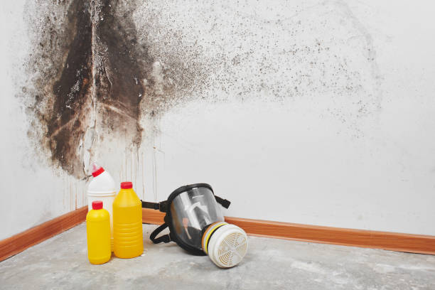 Home Mold Removal in Southaven, MS