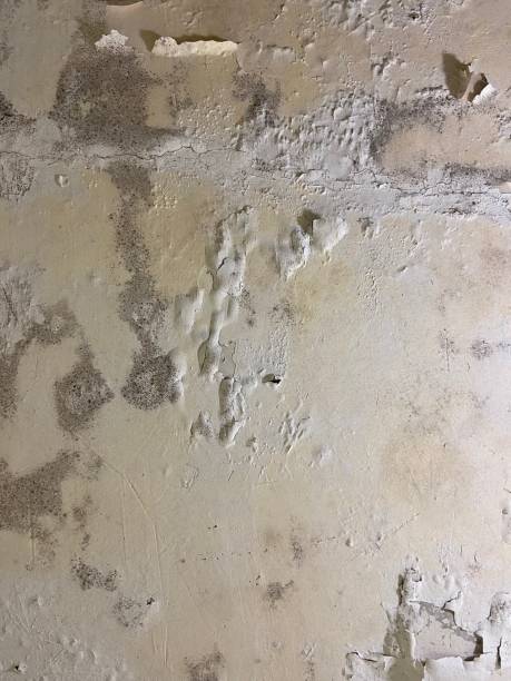 Best Residential Mold Removal  in Southaven, MS